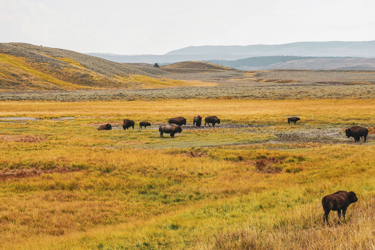 Bison on the Plains